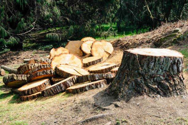 Best Tree Removal Service  in USA